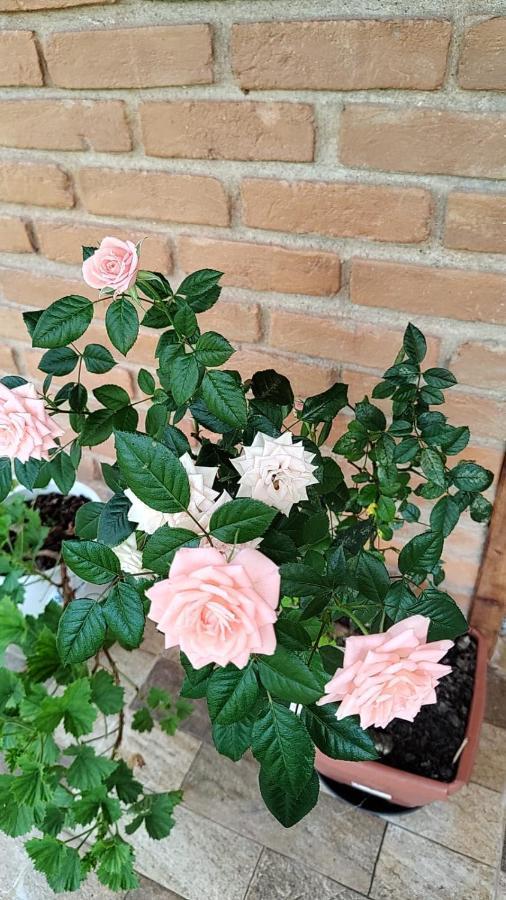 Chale Vale Das Flores - Visconde De Maua Rj Exteriör bild